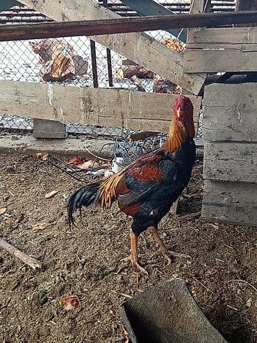 Продаю | Петух | Бойцовая | Для разведения at lalafo.kg Продаю | Петух | Бойцовая | Для разведения
