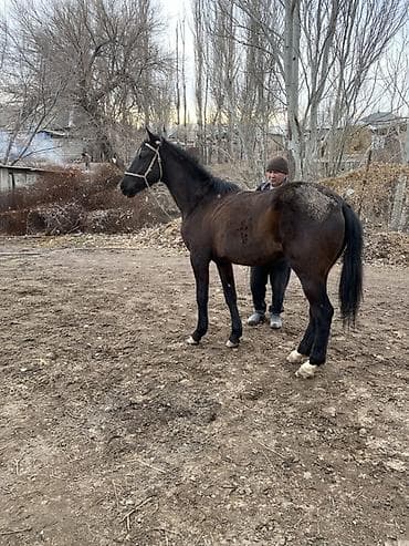 Продаю | Конь (самец) at lalafo.kg Продаю | Конь (самец)