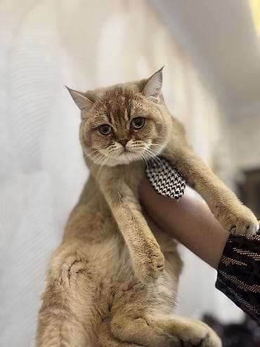 Не продажа а вязка ! at lalafo.kg Не продажа а вязка !