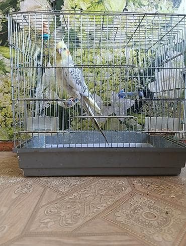 Попугай корелла с клеткой. Описание: - Вид: корелла (нимфа), окрас at lalafo.kg Попугай корелла с клеткой. Описание: - Вид: корелла (нимфа), окрас