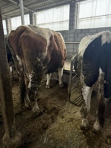 Продаю | Корова (самка) | Полукровка | Для молока | Привязанные at lalafo.kg Продаю | Корова (самка) | Полукровка | Для молока | Привязанные