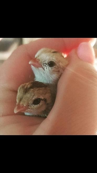 Продаю суточных перепелят Техас и Феникс. ,. яйцо инкубационное по at lalafo.kg Продаю суточных перепелят Техас и Феникс. ,. яйцо инкубационное по