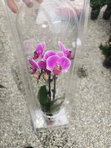 Мини-орхидеи в подарочной прозрачной капсуле - Вид: гибридные мини at lalafo.kg Мини-орхидеи в подарочной прозрачной капсуле - Вид: гибридные мини