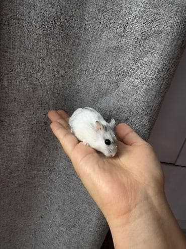 Башка: Хомяк карликовый Джунгарик с комплектом для содержания. Продаем так lalafo.kg да — 4 Башка: Хомяк карликовый Джунгарик с комплектом для содержания. Продаем так — 4