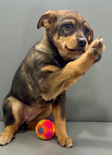 Собака даром: Дворняжка, 2 месяца, Самка, С прививкой at lalafo.kg Собака даром: Дворняжка, 2 месяца, Самка, С прививкой