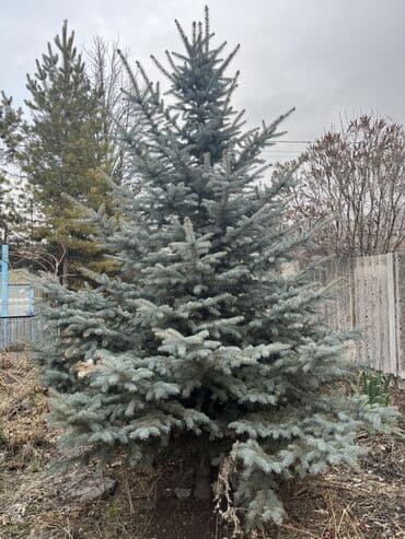 Саженцы деревьев: Ели at lalafo.kg Саженцы деревьев: Ели