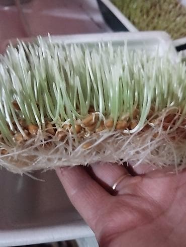 Көк чөптөр жана микро жашылчалар: Сумолоко онгон буудай сатылат lalafo.kg да — 3 Көк чөптөр жана микро жашылчалар: Сумолоко онгон буудай сатылат — 3