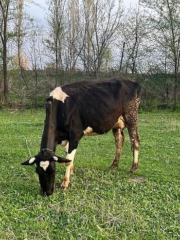 Продаю | Корова (самка) | Голштин | Для молока | После отела at lalafo.kg Продаю | Корова (самка) | Голштин | Для молока | После отела