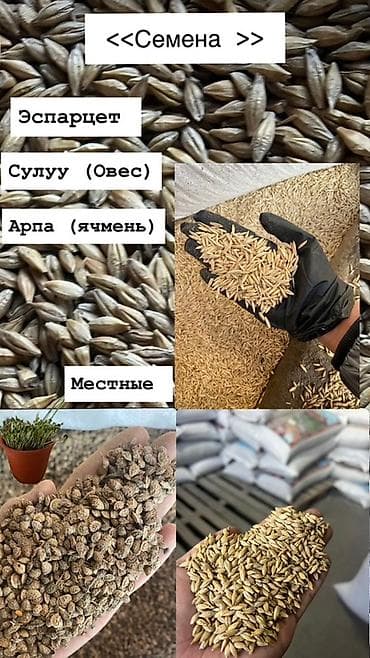 Эспарцет,Арпа,Сулуу Сапатту уронду бизден тапсаздар болот🫱🏼🫲🏾 at lalafo.kg Эспарцет,Арпа,Сулуу Сапатту уронду бизден тапсаздар болот🫱🏼🫲🏾