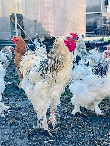 Продаю | Петух | Брама | Для разведения at lalafo.kg Продаю | Петух | Брама | Для разведения