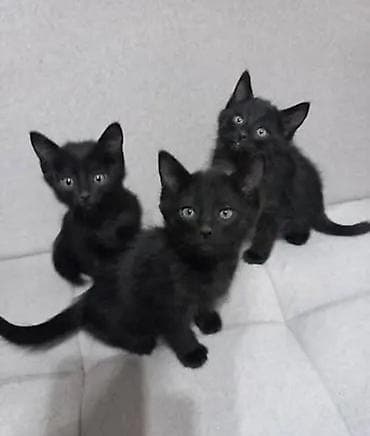 Котята ищут дом! 🏡🐾 Отдам в добрые и ответственные руки очаровательных at lalafo.kg Котята ищут дом! 🏡🐾 Отдам в добрые и ответственные руки очаровательных