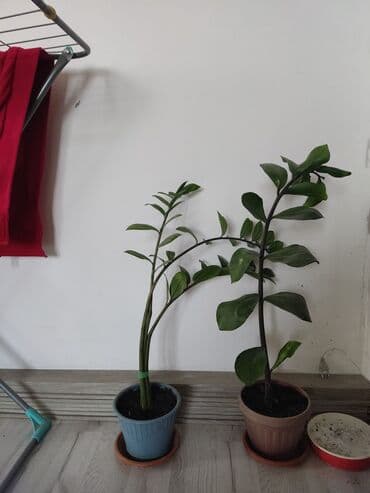 Декор для дома и сада, Самовывоз at lalafo.kg Декор для дома и сада, Самовывоз