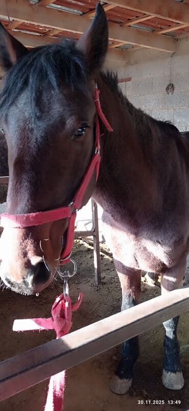Продаю | Конь (самец) | Рабочий at lalafo.kg Продаю | Конь (самец) | Рабочий