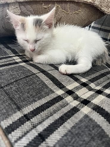 2 месяца, Девочка, Приучена к лотку at lalafo.kg 2 месяца, Девочка, Приучена к лотку