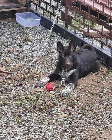 Порода Собак, Zerdava/Зердава ( ТУРЕЦКАЯ порода собак). Можете за at lalafo.kg Порода Собак, Zerdava/Зердава ( ТУРЕЦКАЯ порода собак). Можете за