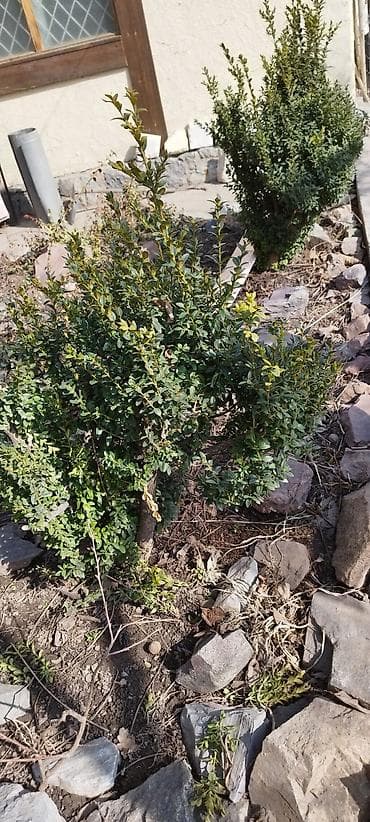 Самшит: Самшит дёшево. очень хороший. мы просто делаем перепланировку огорода at lalafo.kg — 1 Самшит: Самшит дёшево. очень хороший. мы просто делаем перепланировку огорода — 1