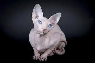 Ищу кота сфинкса для Вязки at lalafo.kg Ищу кота сфинкса для Вязки