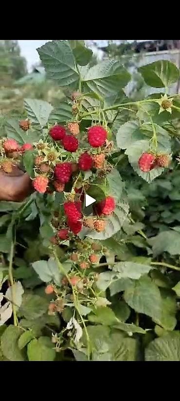 Малина at lalafo.kg — 1 Малина — 1