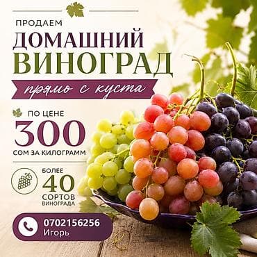 Виноград В розницу at lalafo.kg Виноград В розницу