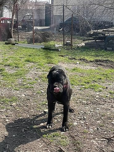 Кане-корсо, 1 год, Самец at lalafo.kg Кане-корсо, 1 год, Самец