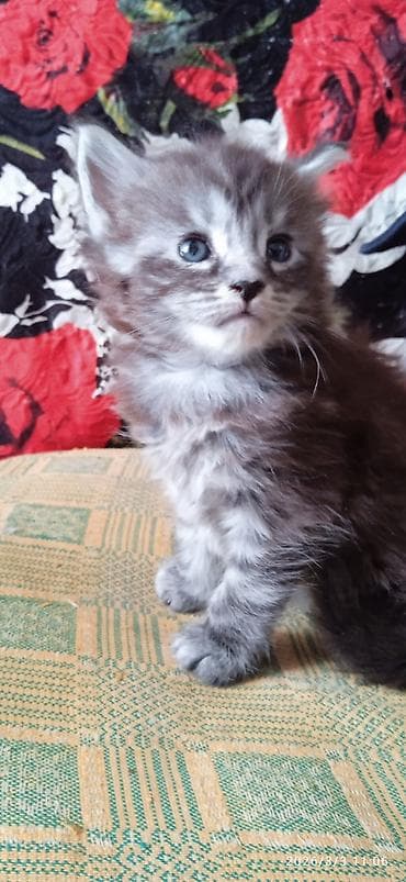 Мейн-кун, 1 месяц, Девочка, Приучена к лотку at lalafo.kg Мейн-кун, 1 месяц, Девочка, Приучена к лотку