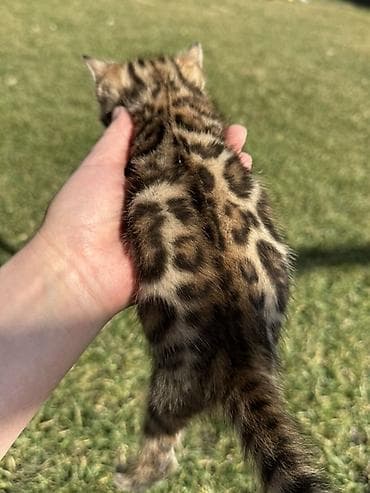 Lotus: Бенгальская, 1 месяц, Мальчик at lalafo.kg — 7 Lotus: Бенгальская, 1 месяц, Мальчик — 7