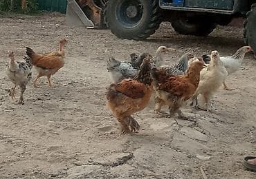 Продаю | Цыплята | Полубрама | Для разведения at lalafo.kg Продаю | Цыплята | Полубрама | Для разведения