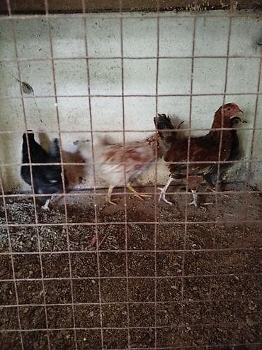 Продаю | Цыплята | Домашняя | Для разведения at lalafo.kg Продаю | Цыплята | Домашняя | Для разведения