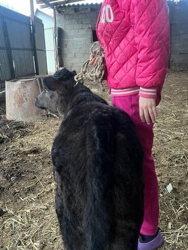 Продаю | Музоо, торпок | На откорм | Искусственник at lalafo.kg Продаю | Музоо, торпок | На откорм | Искусственник