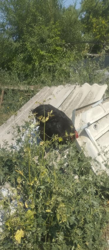 Продаю | Петух | Кохинхин | Для разведения at lalafo.kg Продаю | Петух | Кохинхин | Для разведения