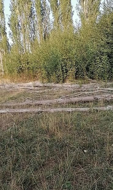 Отун аралайбыз терек пытайбыз терек кыйабыз at lalafo.kg Отун аралайбыз терек пытайбыз терек кыйабыз