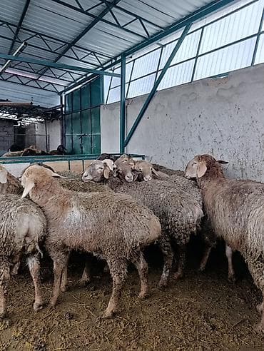 Продаю | Баран (самец) | Полукровка | Для разведения | Матка at lalafo.kg Продаю | Баран (самец) | Полукровка | Для разведения | Матка