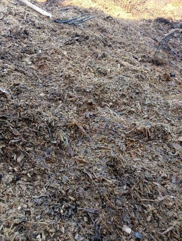 Силос 1.5 года at lalafo.kg Силос 1.5 года