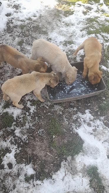 Щенки метисы (помёт из 5 щенков) - Окрас: рыжий, палевый, кремовый at lalafo.kg Щенки метисы (помёт из 5 щенков) - Окрас: рыжий, палевый, кремовый