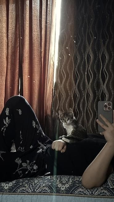 Кошка даром: Беспородная, Мальчик at lalafo.kg Кошка даром: Беспородная, Мальчик