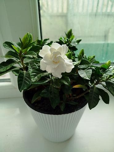 Гардения жасминовидная в горшке - Ароматное комнатное растение с at lalafo.kg Гардения жасминовидная в горшке - Ароматное комнатное растение с