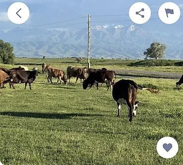 Продаю | Корова (самка) | Для молока at lalafo.kg Продаю | Корова (самка) | Для молока