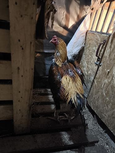 Продаю | Петух | Бойцовая | Для разведения at lalafo.kg Продаю | Петух | Бойцовая | Для разведения