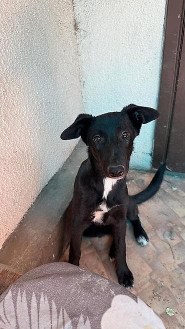 Proton: Собака даром: 8 месяцев, Самец at lalafo.kg — 2 Proton: Собака даром: 8 месяцев, Самец — 2