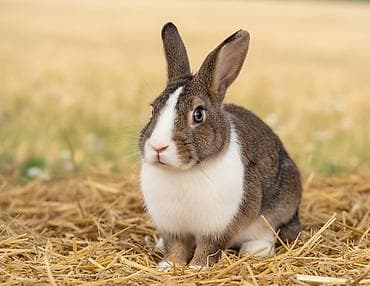 Продаю | Крольчиха (самка), Крольчата at lalafo.kg Продаю | Крольчиха (самка), Крольчата