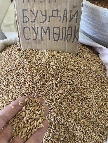 Буудай Сумолоко отборный ото жакшы ондругонго буудай сумолок сумолок at lalafo.kg Буудай Сумолоко отборный ото жакшы ондругонго буудай сумолок сумолок