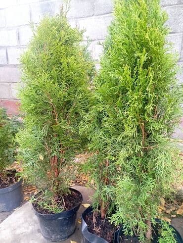 Саженцы деревьев: Туи, Самовывоз at lalafo.kg Саженцы деревьев: Туи, Самовывоз