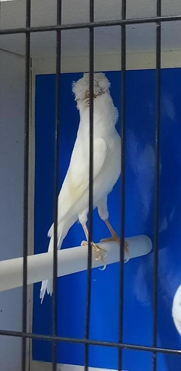 Белая хохлатая канарейка (порода «глостер», вариант с чубчиком). - at lalafo.kg Белая хохлатая канарейка (порода «глостер», вариант с чубчиком). -