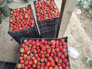 Клубника at lalafo.kg Клубника