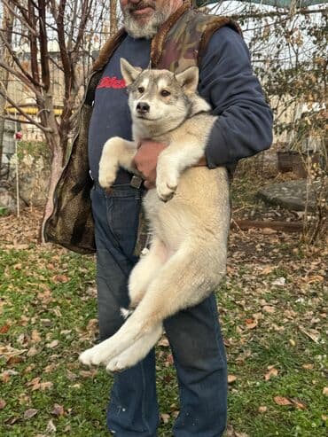 Щенки Волкособы (помесь лайки и Волкособа-ши волк с хаски at lalafo.kg Щенки Волкособы (помесь лайки и Волкособа-ши волк с хаски