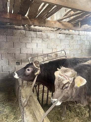 Продаю | Бык (самец) | На откорм | Привязанные at lalafo.kg Продаю | Бык (самец) | На откорм | Привязанные