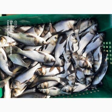 Недоросток подростки толстолоб амур сазан есть доставка спринтер -зил at lalafo.kg Недоросток подростки толстолоб амур сазан есть доставка спринтер -зил