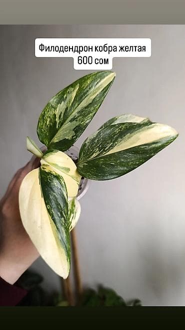 Распродажа сортовых комнатных растений. названия и цены указаны на at lalafo.kg Распродажа сортовых комнатных растений. названия и цены указаны на