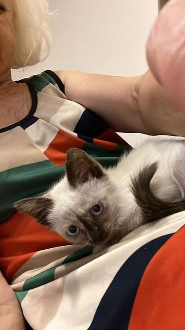 Котёнок ищет любящую семью ❤️ лоток знает ласковый возраст 2 месяца at lalafo.kg Котёнок ищет любящую семью ❤️ лоток знает ласковый возраст 2 месяца