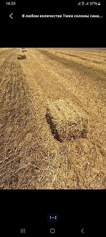 Беде аралаш саман. 150 тюк. с поля 100 сом at lalafo.kg Беде аралаш саман. 150 тюк. с поля 100 сом